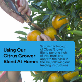Grow More Citrus Grower Blend being applied to soil around a potted citrus tree.