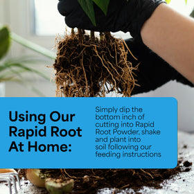 Grow More rooting powder close-up on a cutting promoting efficient rooting.