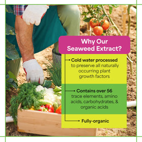 Grow More Seaweed Extract foliar spray applied to leaves for vitality