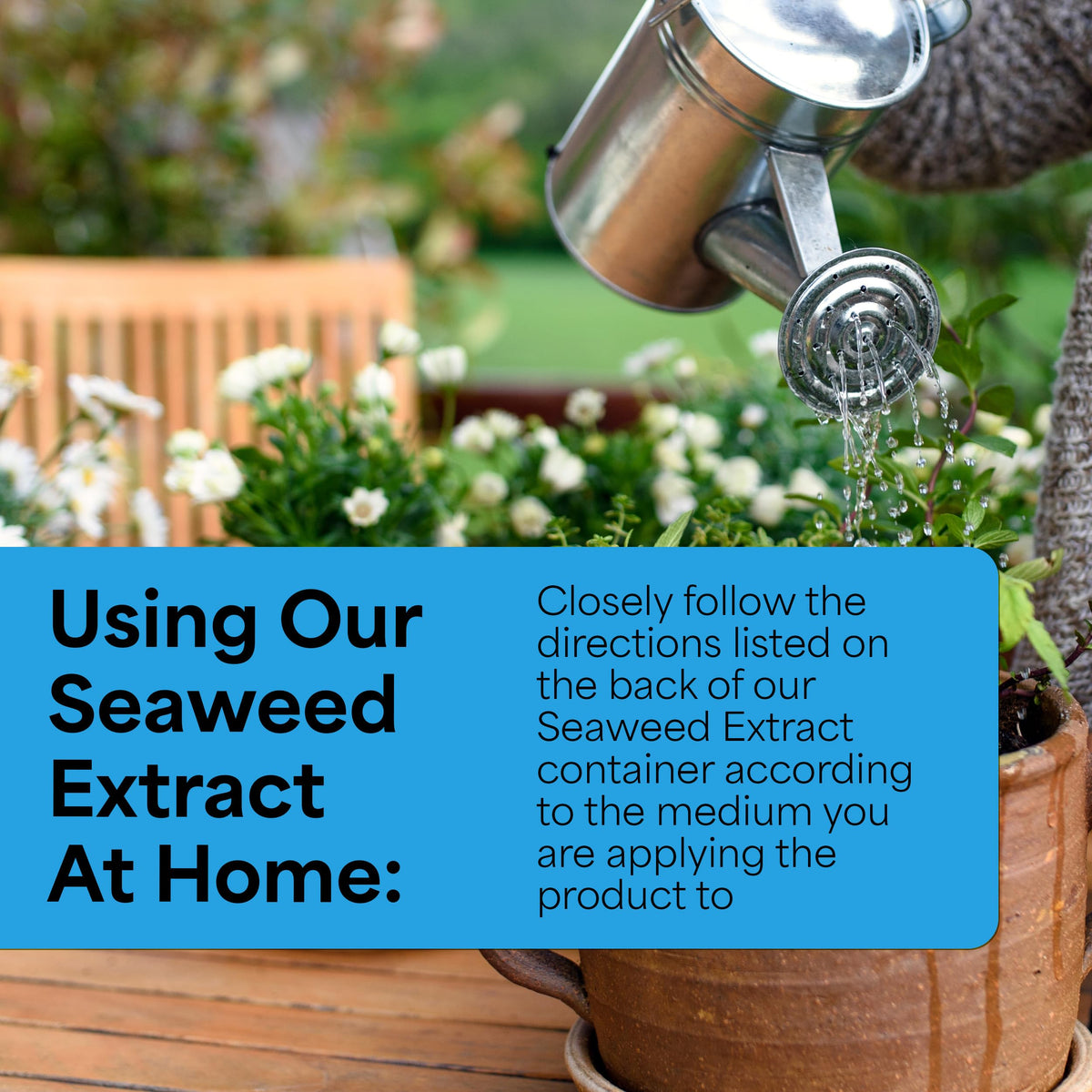 Grow More Seaweed Extract root dip prepared to ease transplanting