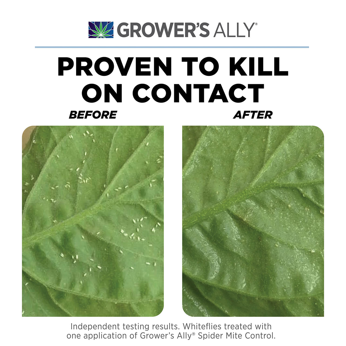 Spraying Grower’s Ally Spider Mite Control on plant leaves for preventative pest protection.