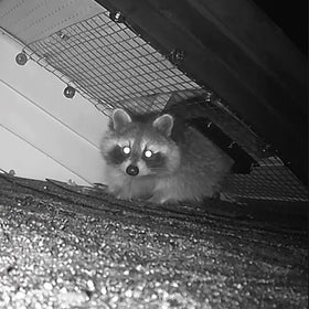 GROWLING quick results within 24 to 72 hours after installation.