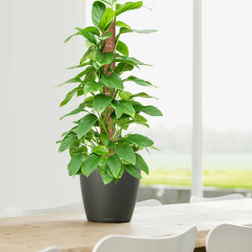 GROWNEER climbing plant support in use with Monstera and pothos.