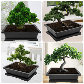 Growneer bonsai starter pot set enhances home decor and plant hobby.