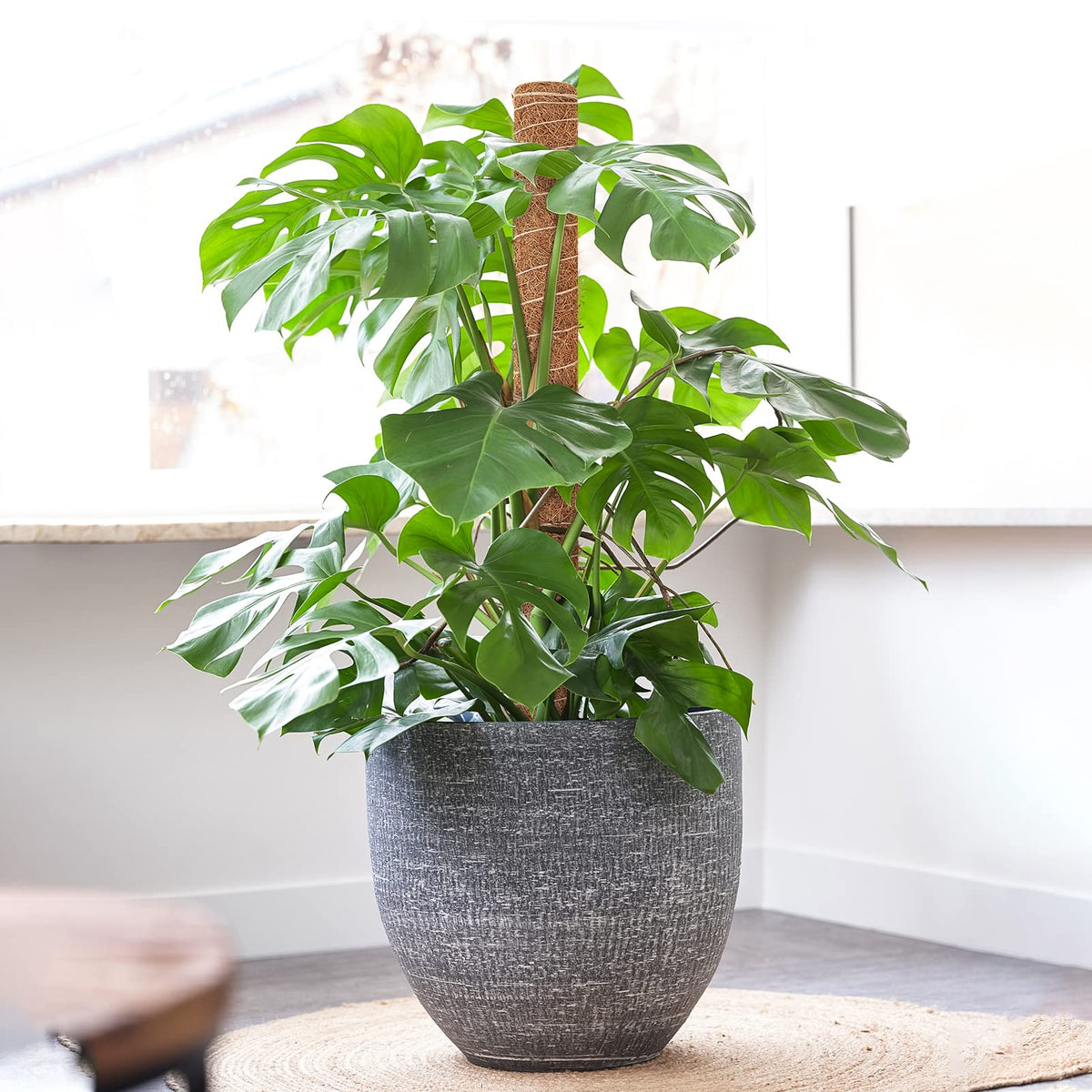 GROWNEER moss pole in soil demonstrates easy insertion and durable base.
