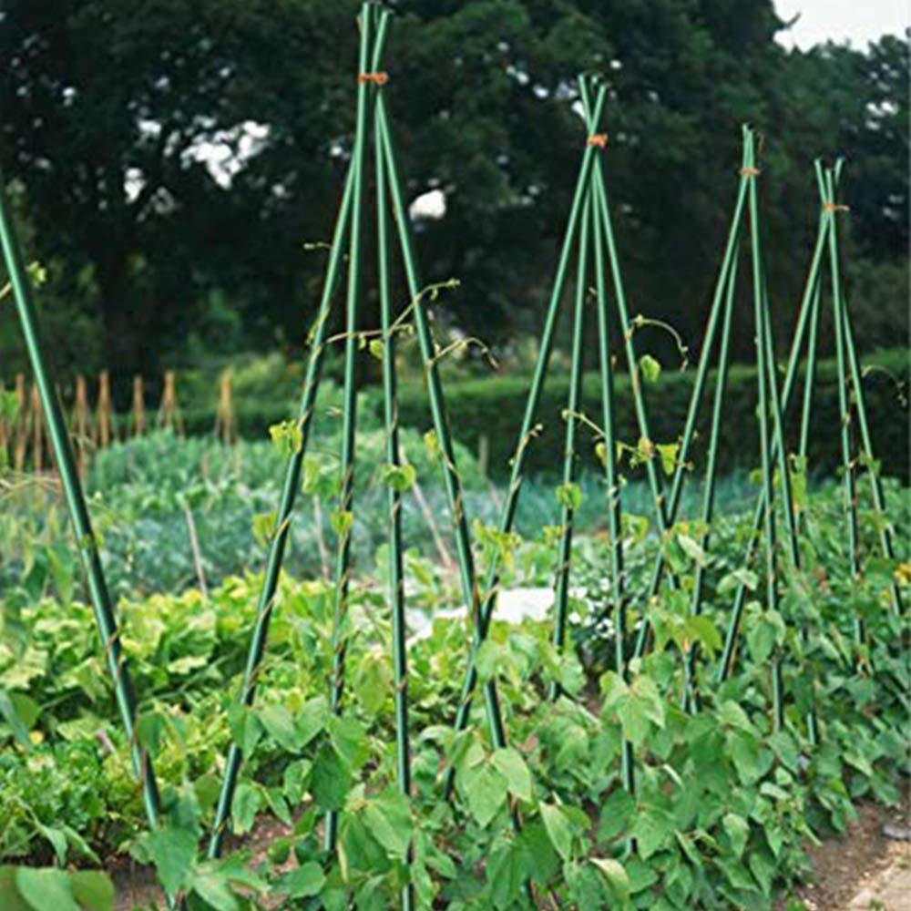 Growsun bean-support stake 4ft, promotes air circulation around vines.