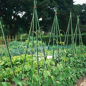 Growsun multi-use plant stake setup demonstrates versatile support for tomatoes, cucumbers, and more.