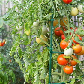Growsun plant stake pack of 50 provides versatile garden anchoring.