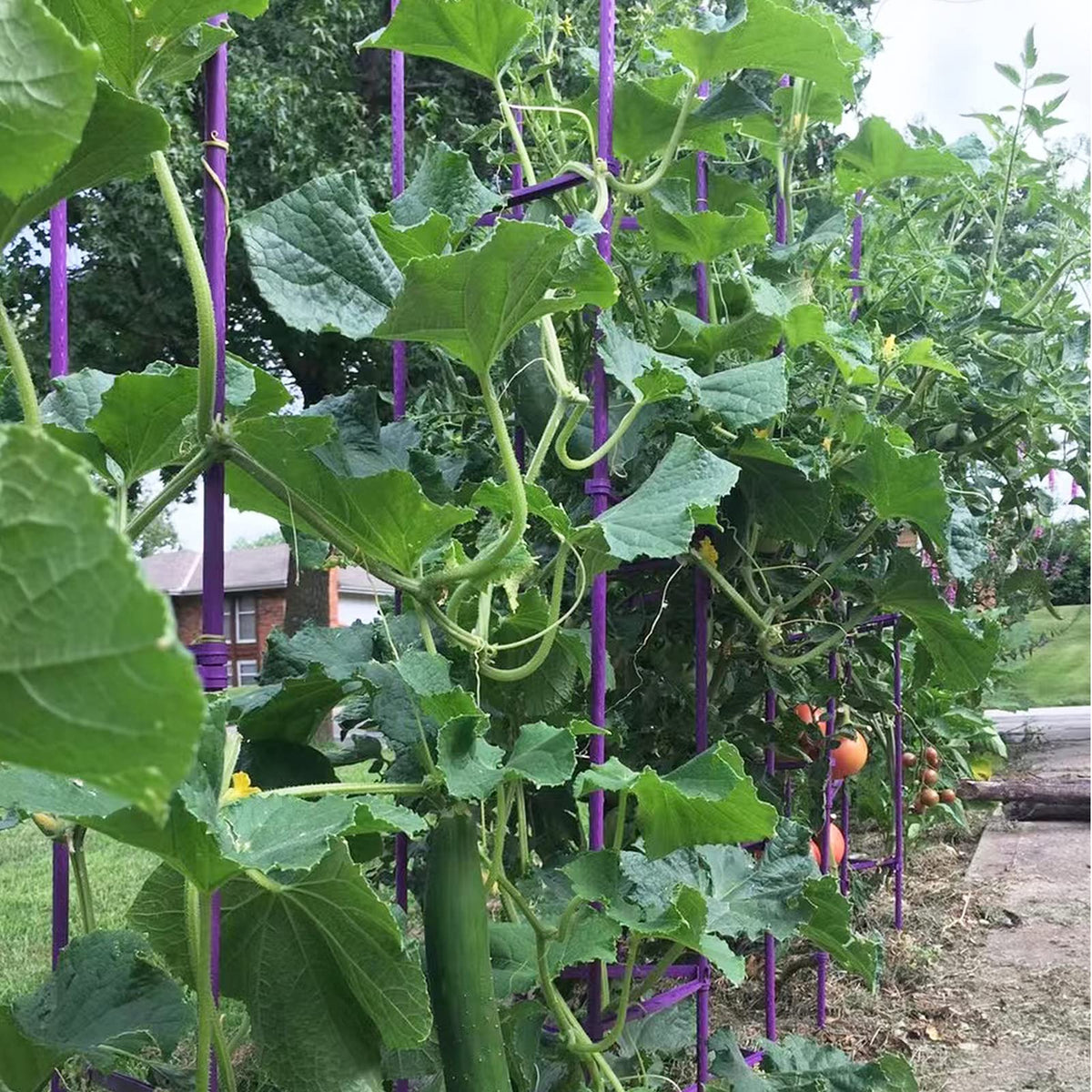 Growsun tomato stakes with clips and ties, 40 pieces included for secure vine attachment.