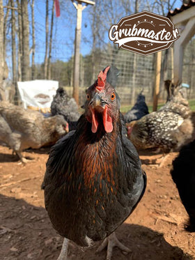 GRUBMASTER 10 lb bag, a convenient bulk poultry treat