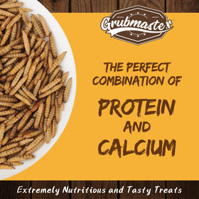 GRUBMASTER BSF larvae close-up, a high-protein chicken snack