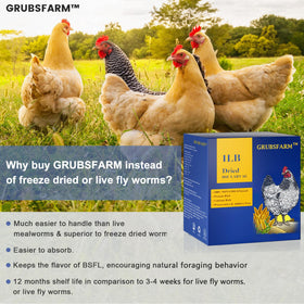 GRUBSFARM BSF larvae illustrated for calcium rich protein and eggshell support