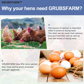 Molting support with GRUBSFARM BSF larvae helps hens stay energetic