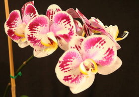 Strong orchid root mass after using Orchid Love