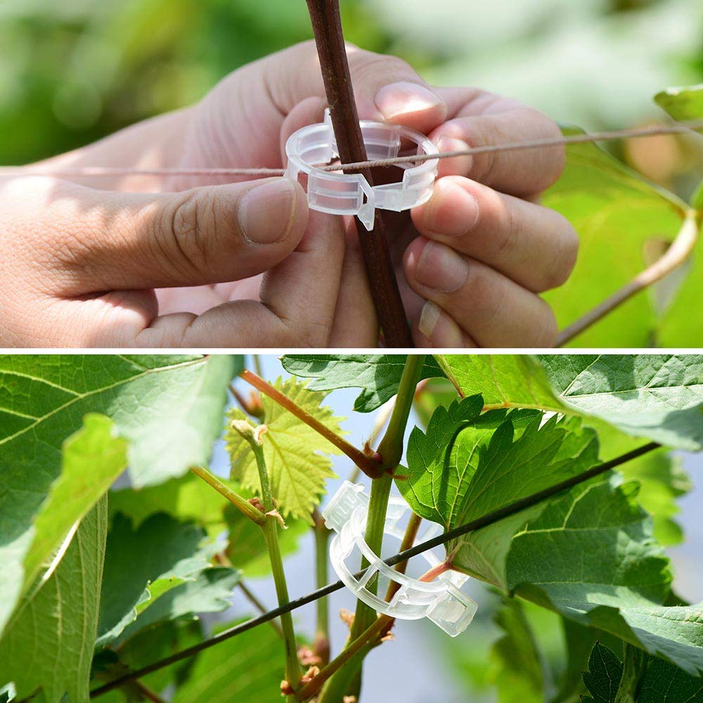 GSINODRS tomato plant fixing clip supports fruiting branches