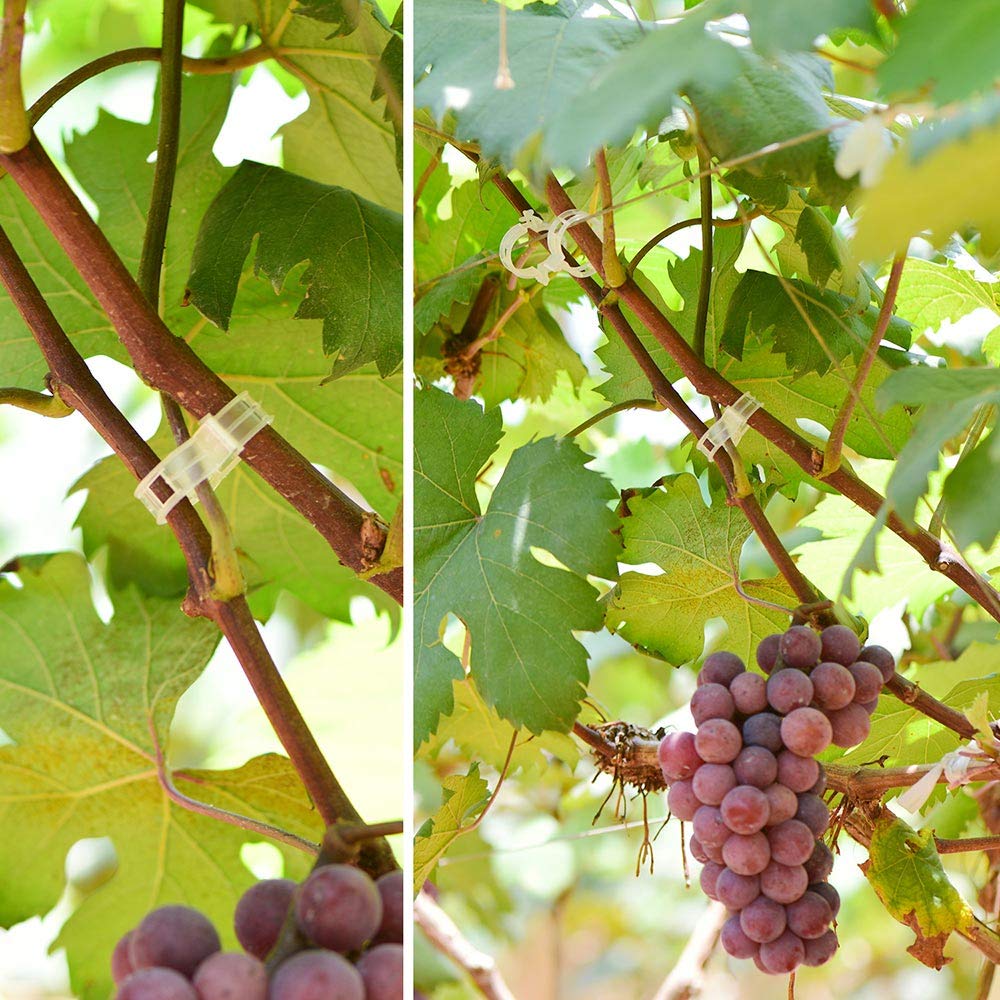 GSINODRS vegetable climbing-support clip guides stems for healthy yields