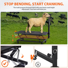 GTPLAYER goat stand headpiece adjustment supports calm grooming and health checks.