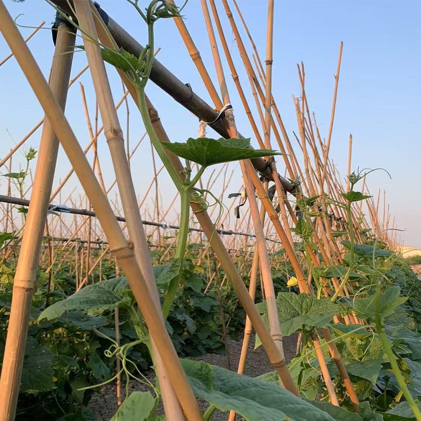 GUANGYE bamboo garden stakes provide durable plant support