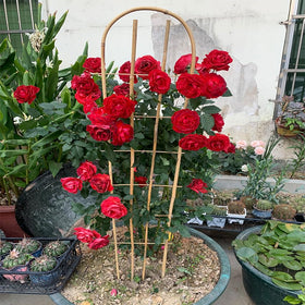 GUANGYE bamboo trellis shown in garden setup for vines