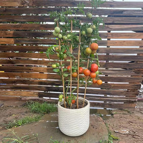 Guangye bamboo trellis close-up reveals wood texture and durable joints