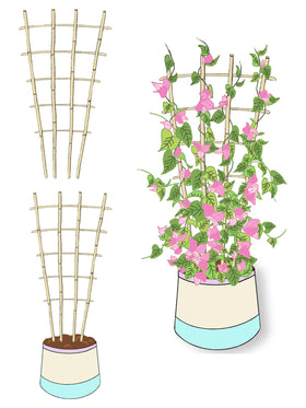 Guangye trellis in indoor-outdoor setup maximizes sunlight exposure
