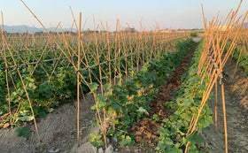 GUANGYE tomato stake helps vines grow upright