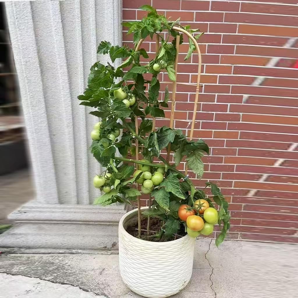 U-shaped GUANGYE trellis guiding climbing plants upward
