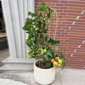 U-shaped GUANGYE trellis guiding climbing plants upward