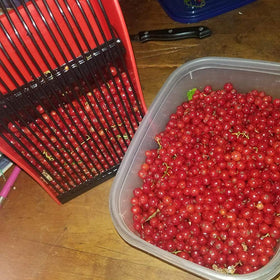 GUGULUZA berry-picker-ergonomic-handle ensures comfortable use during long harvests.