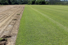 Centipede lawn under construction using Gulf Kist Seed for a uniform spread.