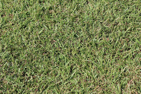 New Centipede lawn seedlings in spring supported by Gulf Kist Seed.