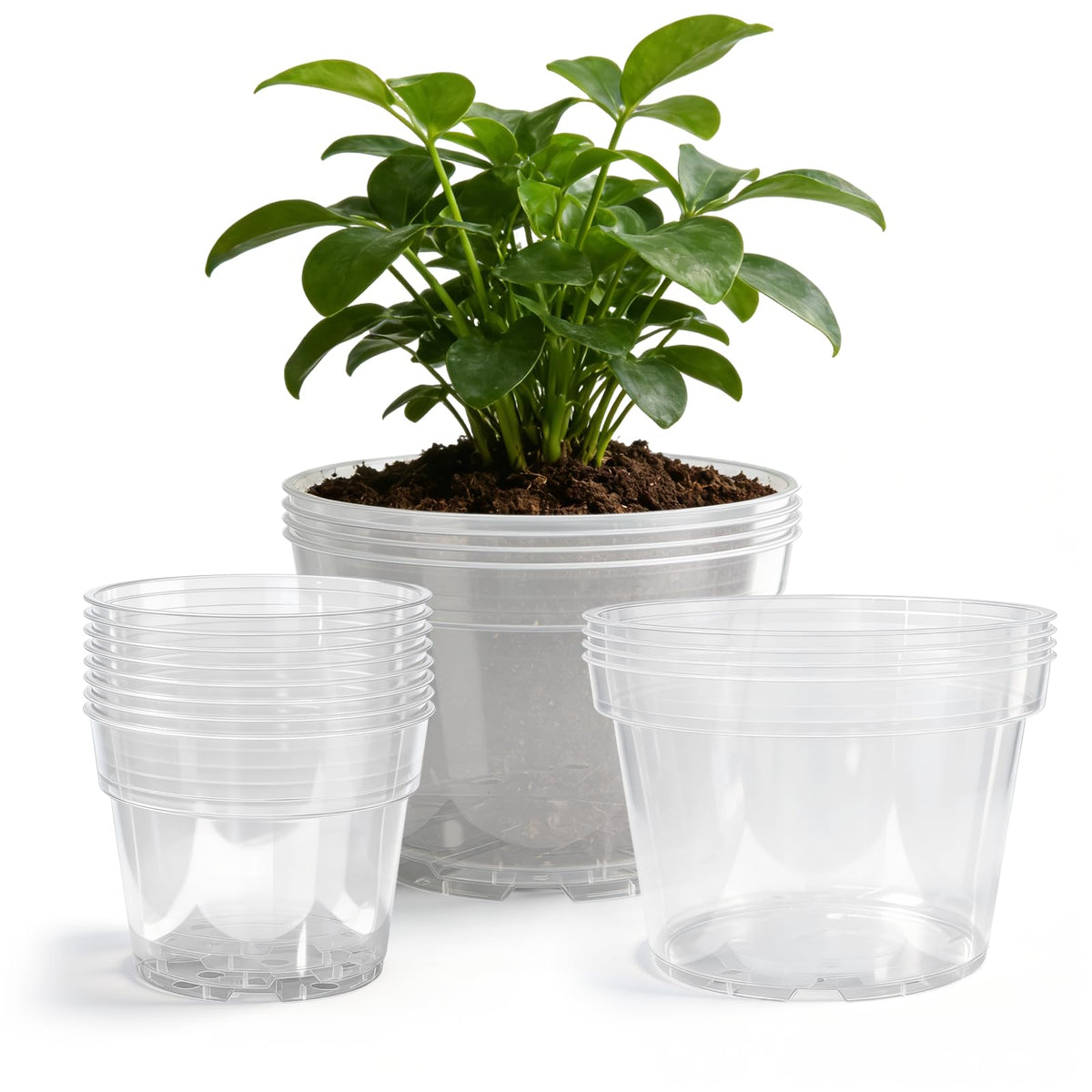 Gute 6-inch clear nursery pot for easy root checks and precise watering.