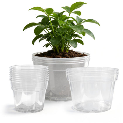 Gute 6-inch clear nursery pot for easy root checks and precise watering.