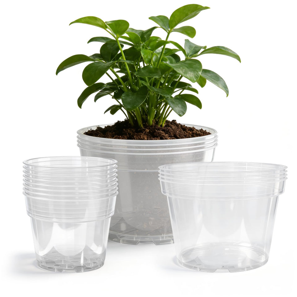 Gute 6-inch clear nursery pot for easy root checks and precise watering.