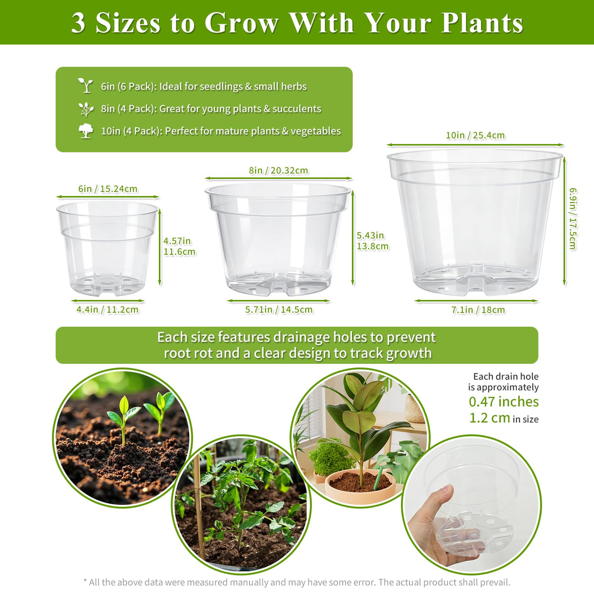 Gute 8-inch clear nursery pot showing larger seedling root growth.