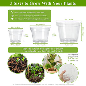 Gute 8-inch clear nursery pot showing larger seedling root growth.