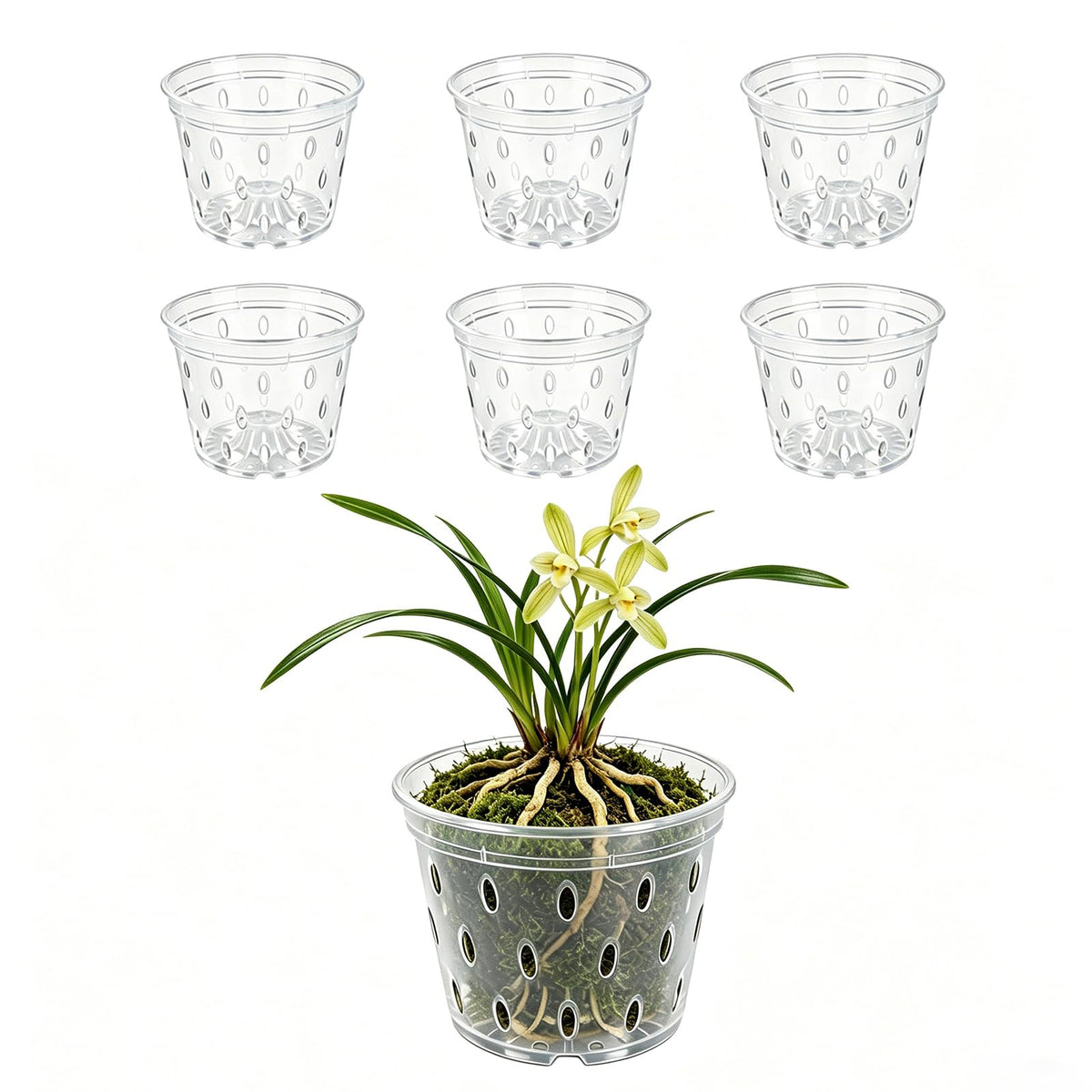 Gyfofix six-pack 5-inch clear orchid pots with drainage holes for healthy root air flow