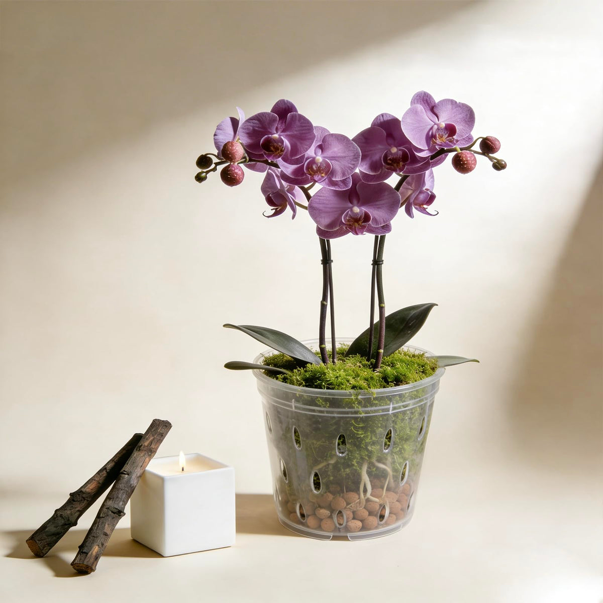 Gyfofix six-pack clear pots designed for easy cleaning