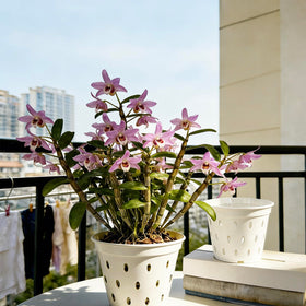 Gyfofix orchid pots durable for indoor and outdoor use