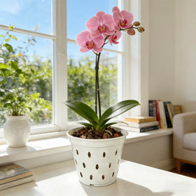 Gyfofix 5-pack ideal for repotting and propagation