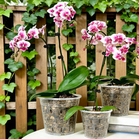 Gyfofix orchid pot enabling visible root observation