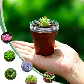 Gyfofix stackable seed-start pots save space for busy gardeners.