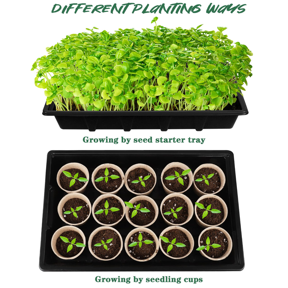 Hahood 10-cells tray helps organize diverse seed varieties.