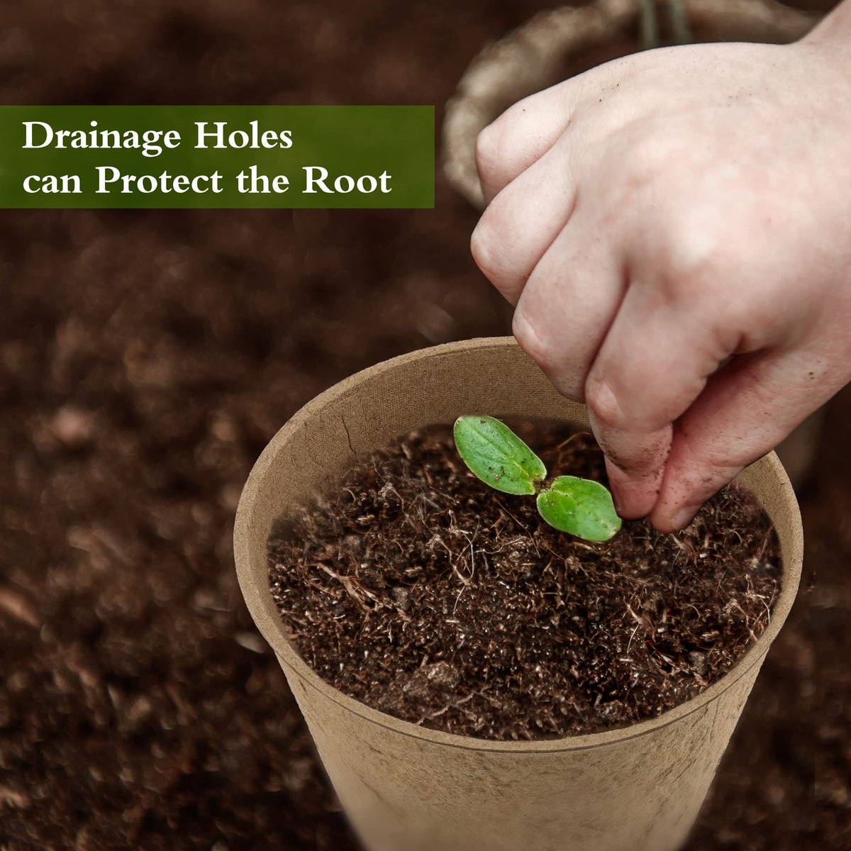 Hahood pots with drainage holes for balanced moisture and airflow.