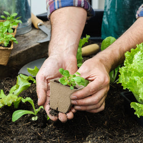 Hahood garden tools simplify transplanting and care tasks.