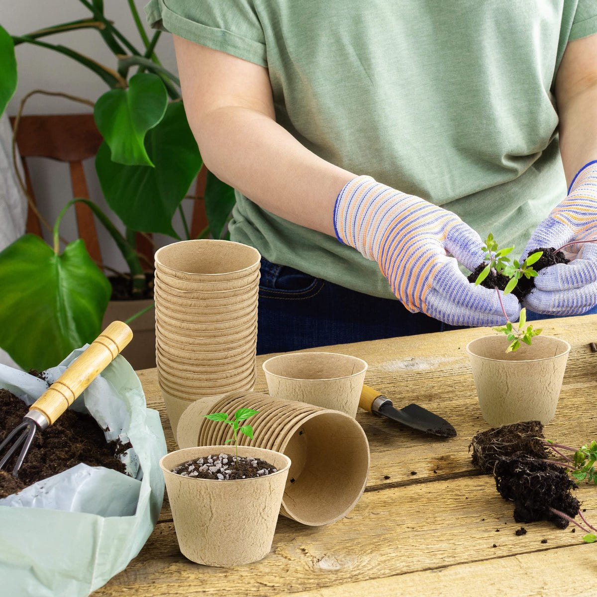 Hahood packaging for 160 pots and 160 labels fits standard nursery setups.