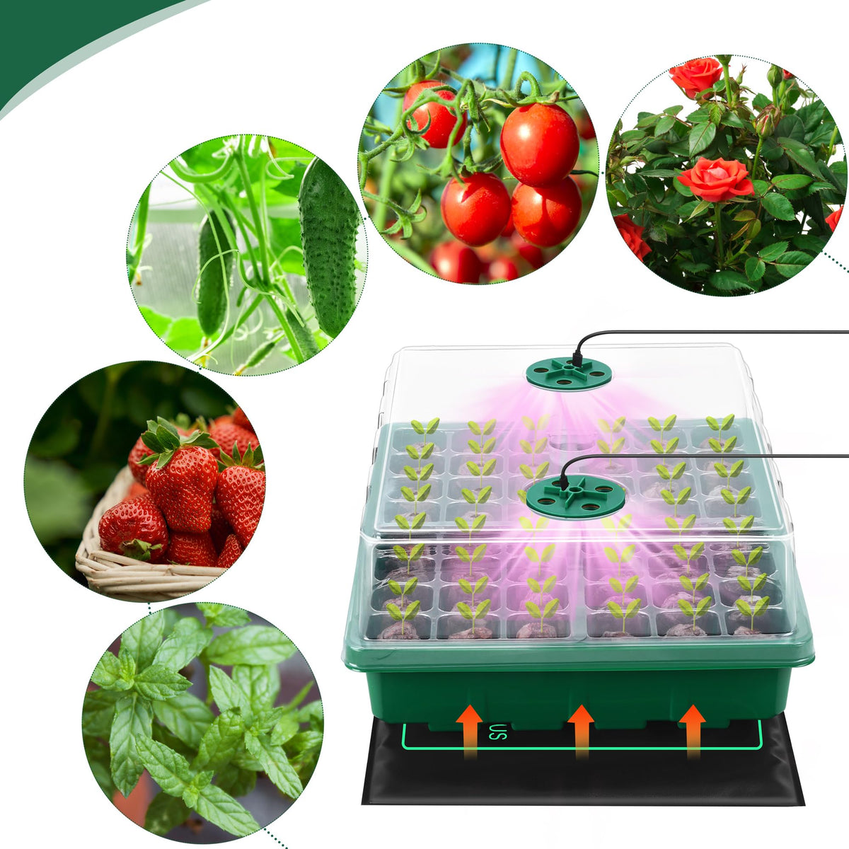 Hahood humidity dome and base help maintain moisture for seedlings.