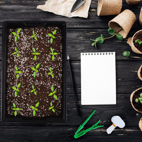 Hahood tall transparent lid suitable for taller seedlings