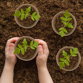 Hahood kit supports safe transport and centralized transplanting of seedlings.