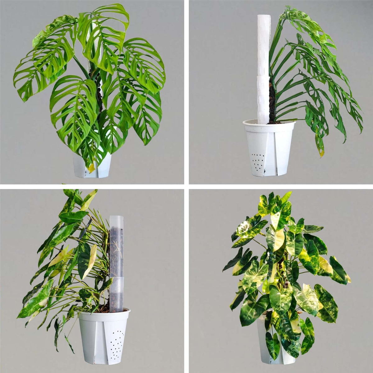 Haispring moss pole with honeycomb design offers breathable plant support.